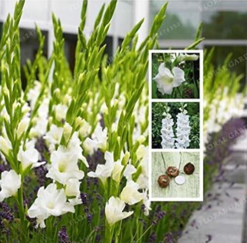 White Gladiolus Bulbs