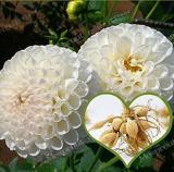 White Dahlia Bulbs