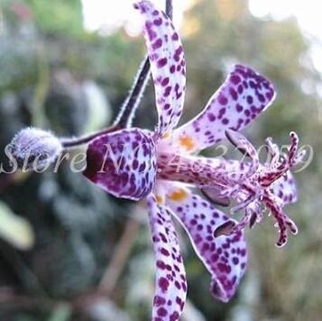 Imported Toad Lily Plant