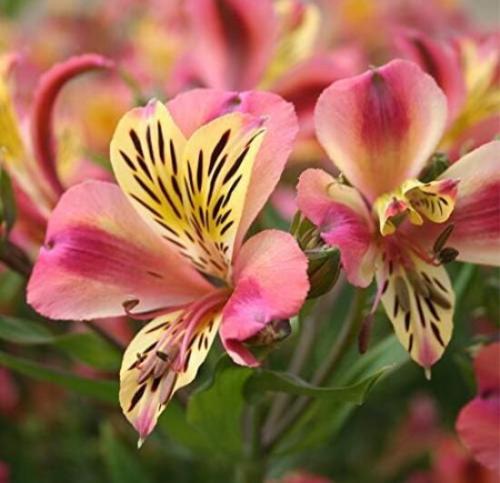 Rare Alstroemeria ‘Tricolor’ Peruvian Lily