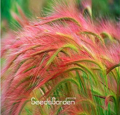 Foxtail Barley Ornamental Grass