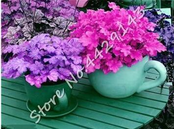 Heuchera