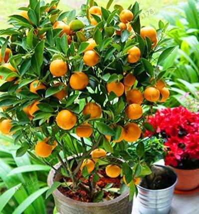 Orange Plants NO-GMO