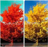 Ginkgo Tree African Outdoor Bright Tree