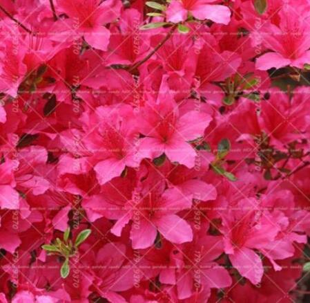 Sims Azalea Rhododendron