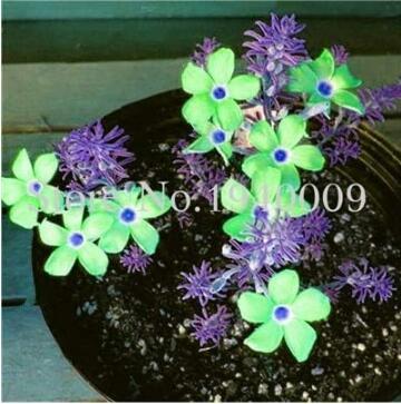 Oxalis Wood Sorrel Flowers, Purple & Green Flowers