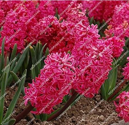 Hyacinthus Orientalis Seed (50 Seeds)