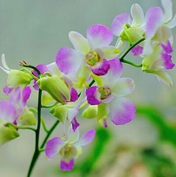 Senior Ornamental Orchid, Water Pink & Greenish White