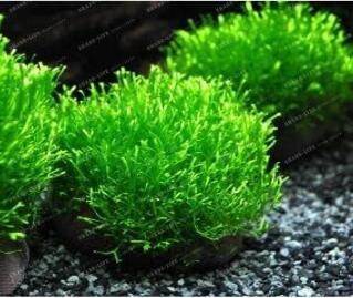 Mini-Leaf Grass Water Aquatic Plants