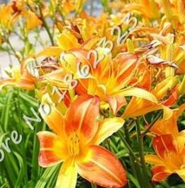 Beautiful Day Lily Flower, Orange