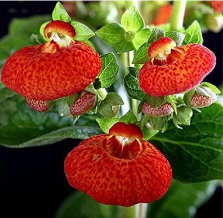 Calceolaria, Red Tiger