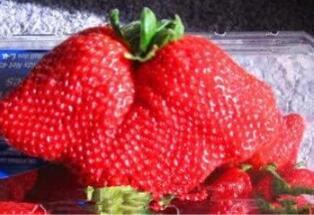 Giant Japan Strawberry Seeds