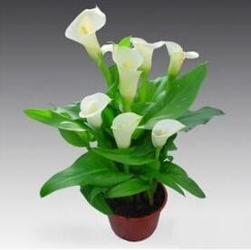 Calla Lily Bulbs