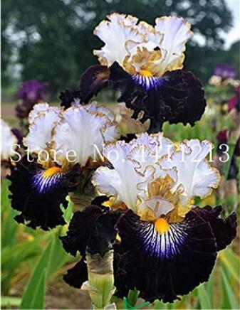 Rare Iris, Black Transparent White Coloful