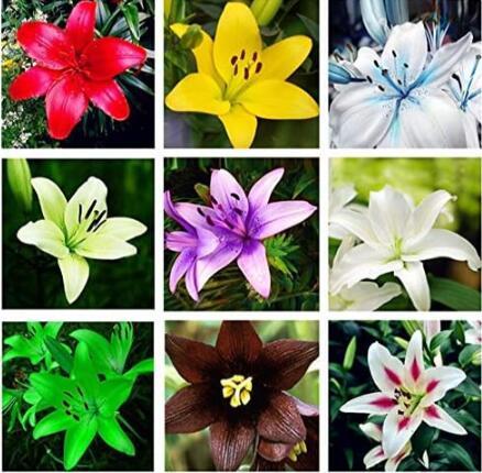 Rare Lily Seeds Mixed