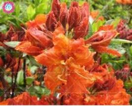 Azalea Rhododendron simsii Seeds, Fire Orange