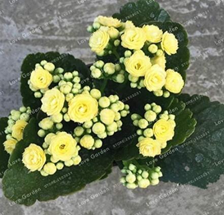 Longevity Flower Seeds, Yellow