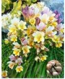 Freesia Bonsai Flower Seeds