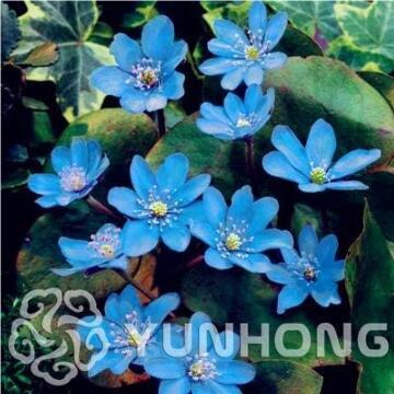 Giant Hepatica Nolilis Bonsai Seeds