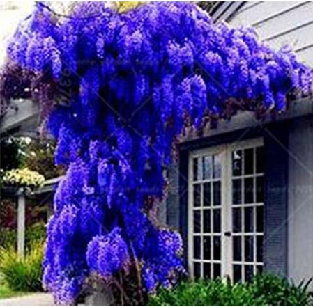 Blue Wisteria Tree Seeds