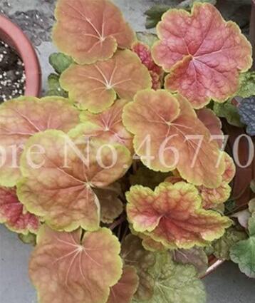 Heuchera Potted Coral Flower Seeds