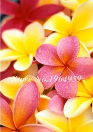 Garden Frangipani Plumeria Seeds