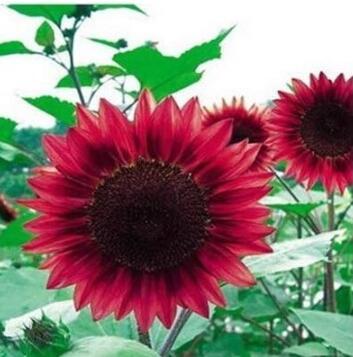 Dwarf Sunflower Seeds, Red