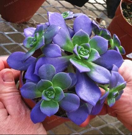 African Blue Cactus Seeds