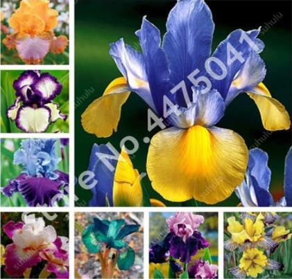 Aquatic Iris Flower, Mixed