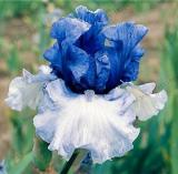 Iris Flowers, White & Blue Damask