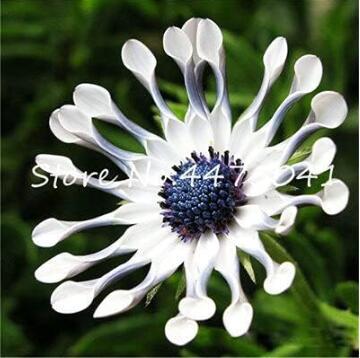 Blue Eyed Daisy Flowers, White Flowers