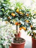 Balcony Patio Fruit Trees Kumquat Seeds