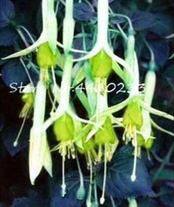 Japanese Fuchsia, Green