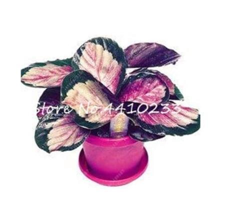 Thailand Caladium, Rainbow