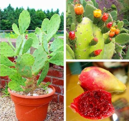 Prickly Pear Sweet Nutritous Cactus Edible