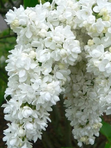 Syringa Vulgaris Seeds, White Lilac Multi-stemmed Small Tree