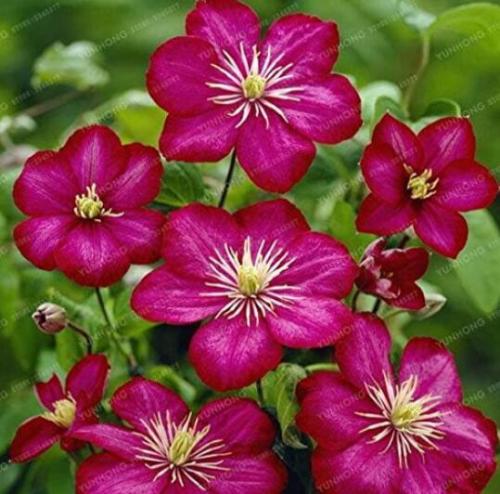 Clematis, Dark Red with Rose Pink Stripes