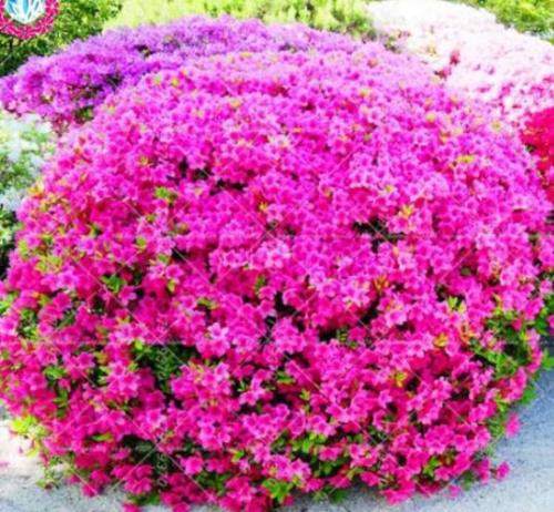 Azalea Rhododendron, Purple
