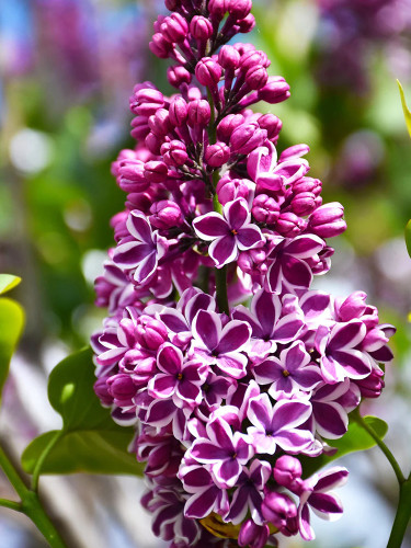 Syringa Vulgaris Seeds, Purple Lilac Multi-stemmed Small Tree