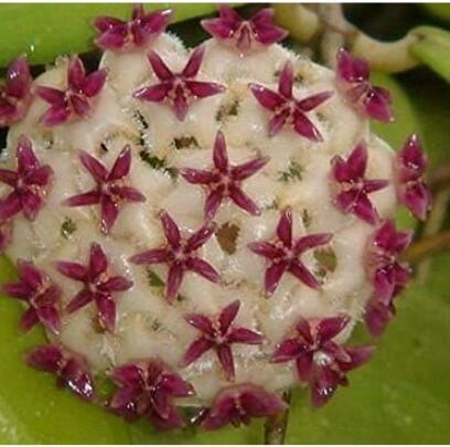 Hoya Potted, Milky White with Purple