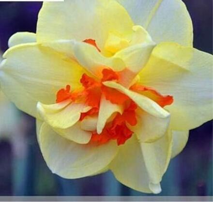 Narcissus Flowers, Light Yellow & Orange Red