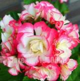 Geranium, Rose Pink & Milky Yellow