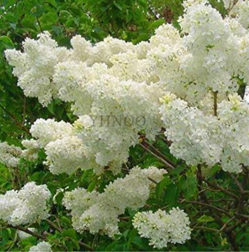 White Lilac