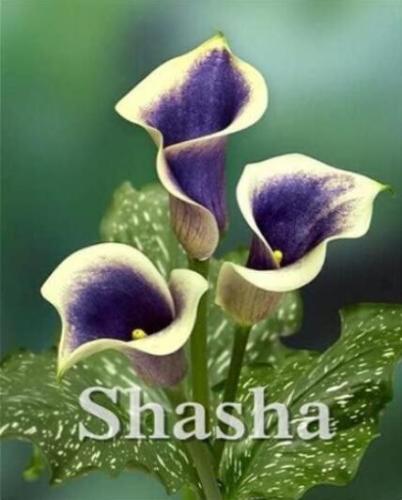 Calla, Purple & Khaki