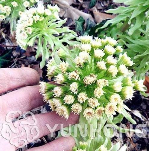 Greek Petasites Japonicus