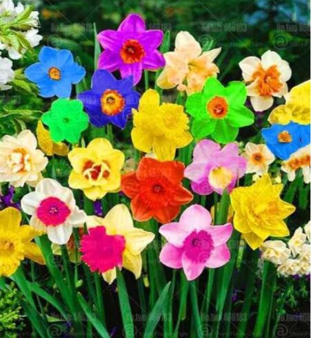 Rainbow Narcissus Flowers