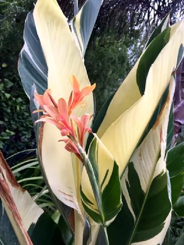 Rare Canna Lily Variegated Seeds, Light Yellow & Green Leaves and Light Orange Flowers