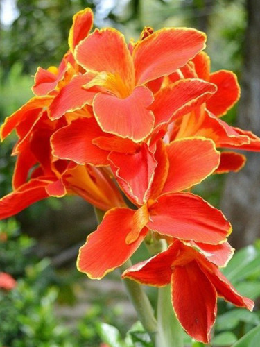 Heirloom Canna Lily Seeds, Red Flowers with Golden Edge