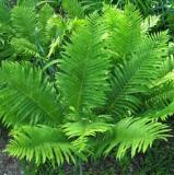 Japanese Rare Creeper Boston Fern Seeds