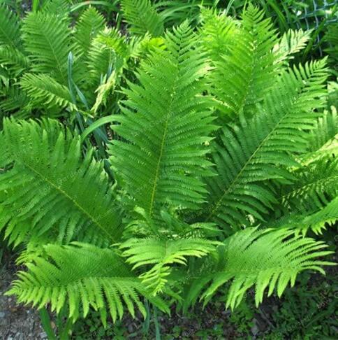 Japanese Rare Creeper Boston Fern Seeds